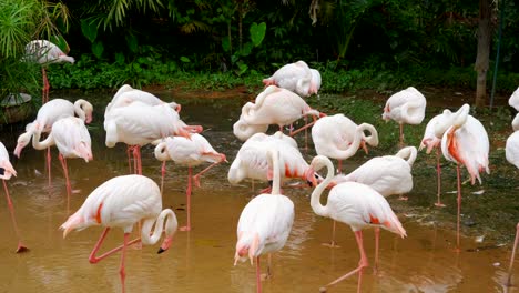 Flamingo-oder-Flamingos-ruhen-im-Teich