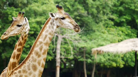 Nahaufnahme-der-Giraffe,-die-Ruhe-in-der-Natur