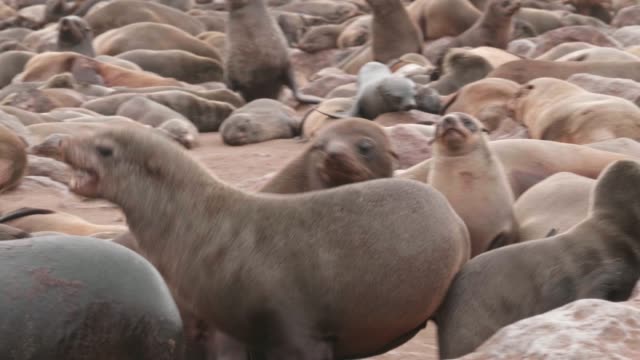 Sellos-peleando-y-discutiendo-en-Cape-Cross-Seal-reserva