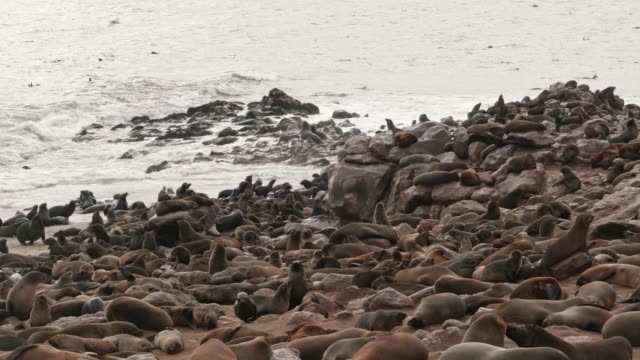 Seals-at-Cape-Cross-Seal-Reserve