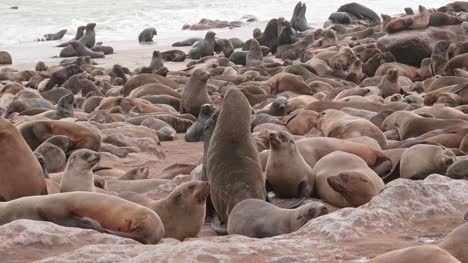 Cape-Cross-Seal-Reserve