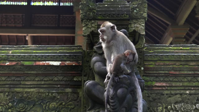eine-weibliche-Makaken-hält-ihr-Baby-in-der-Monkey-Forest-in-Ubud,-bali