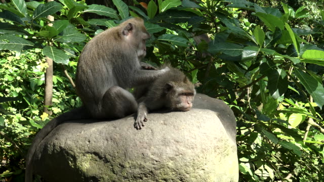 Macaco-en-el-estómago-están-deloused-en-ubud,-bali