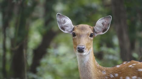 sika-deer-in-forest