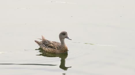 tracking-shot-of-a-female-american-wigeon-in-yellowstone