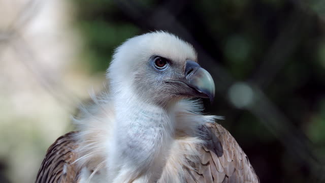 Close-Up-Griffon-Vulture-Kopf