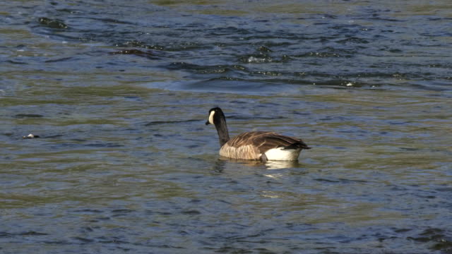 tracking-shot-of-a-canada-goose-swimming-on-the-madison-river,-yellowstone