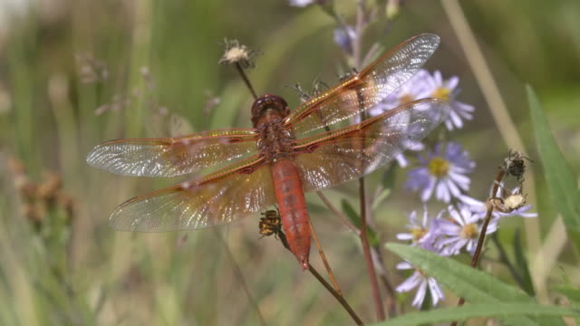 flame-skimmer-dragonfly-in-yellowstone