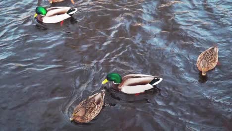 Ducks-and-drakes-swim-in-the-winter-pond