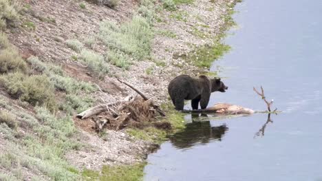 Grizzly-Bear-Fütterung-auf-einen-Toten-Elch-in-Hayden-Valley-von-yellowstone