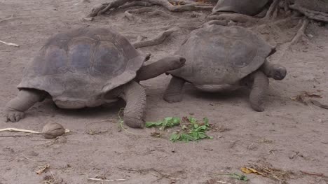 Riesenschildkröten-im-Freien-auf-den-Seychellen