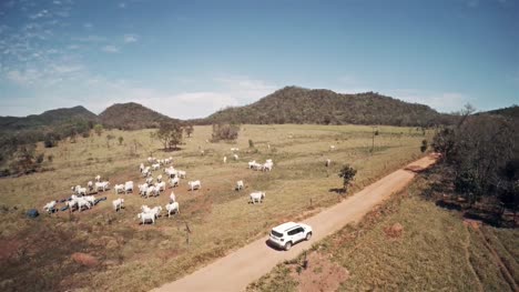 AERIAL-view-of-a-SUV-crossing-a-dirt-road