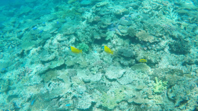 Foxface-rabbitfish-sobre-un-arrecife-en-la-isla-de-heron
