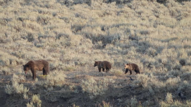 tracking-shot-of-a-grizzly-bear-and-her-cubs-in-the-lamar-valley,-yellowstone