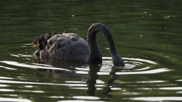 Slow-Motion-ein-Black-Swan-Schwimmen-im-Teich