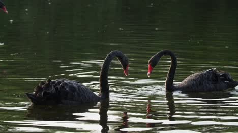 Lenta-de-la-natación-de-cisnes-negros-en-el-estanque