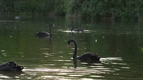 Slow-Motion-schwarze-Schwäne-Schwimmen-im-Teich
