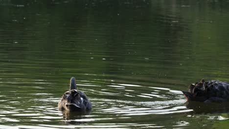 Cisnes-negros-nadando-en-el-estanque