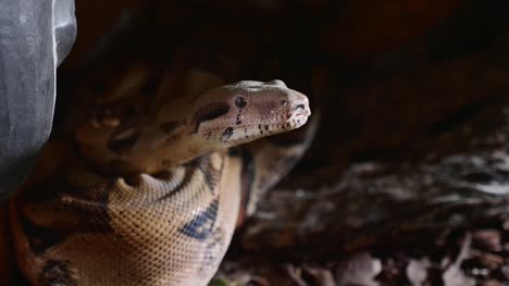 A-close-up-of-a-snakes-face,-eyes,-and-tongue.-Portrait-of-mperial-boa