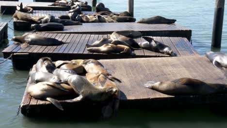 california-sea-lion-sunbathing-at-pier-39-in-san-francisco