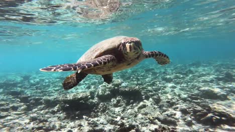 Turtle-floating-around-under-the-water