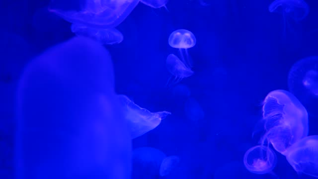 Close-up-Jellyfish,-Medusa-in-fish-tank-with-neon-light.
