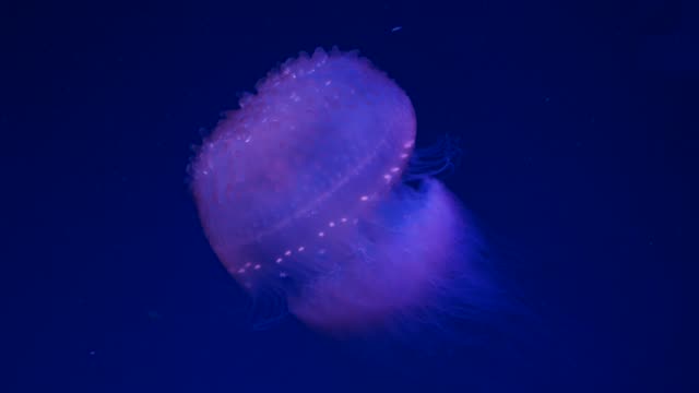Primer-plano-medusas,-Medusa-en-pecera-con-luz-de-neón.