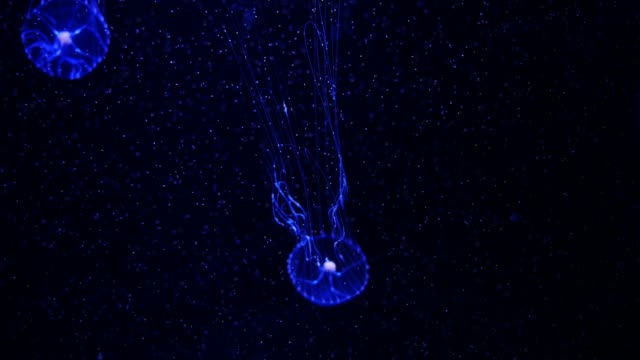 Close-up-Quallen,-Medusa-im-Aquarium-mit-Neonlicht.