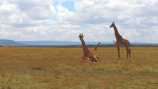 Gruppe-von-Giraffen-in-der-Savanne-in-Afrika