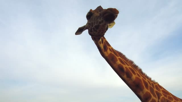 giraffe-in-africa