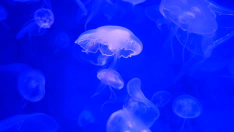 Close-up-Jellyfish,-Medusa-in-fish-tank-with-neon-light.