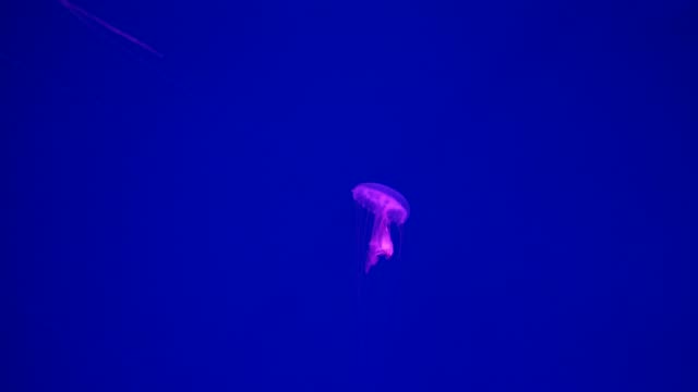 Close-up-Jellyfish,-Medusa-in-fish-tank-with-neon-light.