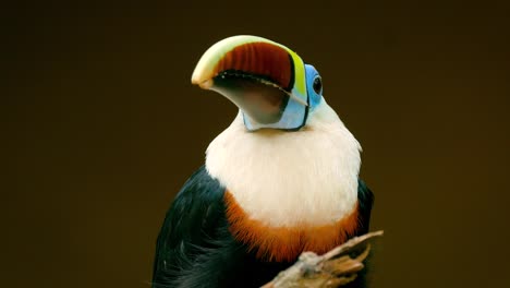 Colorful-Toucan-standing-on-tree-in-a-nature-resort.-Tropical-birds-in-the-Amazon-jungle.