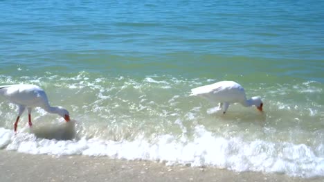 4K-American-White-Ibis-feeding-on-the-beach-in-Florida