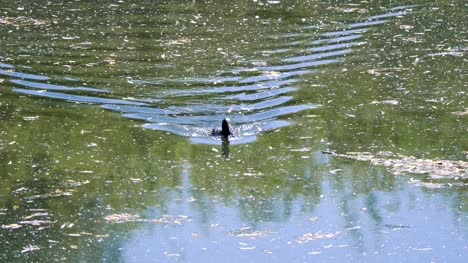 Pato-nadando-en-el-estanque-sucio-en-4-k-lenta-60fps