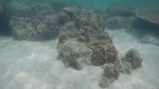 Sea-life-at-Krabi-Thailand
