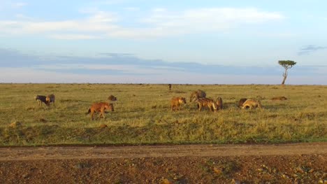 clan-of-hyenas-eating-in-savanna-at-africa
