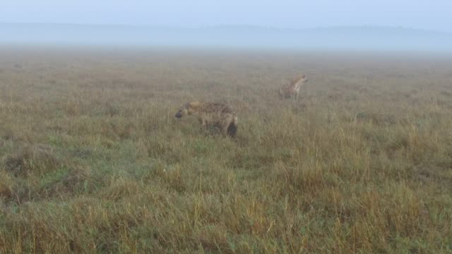 hyenas-in-savanna-at-africa