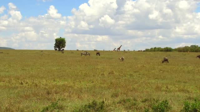 Gruppe-von-Herbivoren-Tieren-in-der-Savanne-in-Afrika