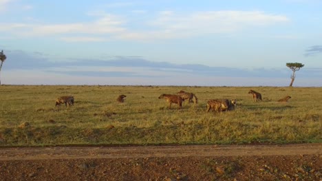 clan-de-hienas-comiendo-en-la-sabana-en-África