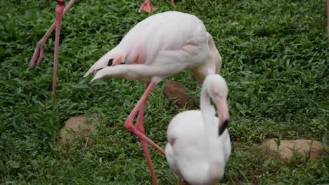 Herde-von-schönen-Flamingos-in-natürlicher-Umgebung