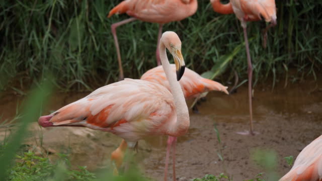 Flock-of-beautiful-flamingos-in-natural-environment