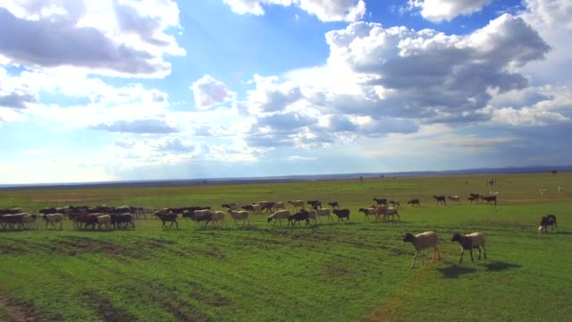 Herde-von-Schafen-Blick-in-Savanne-Afrika