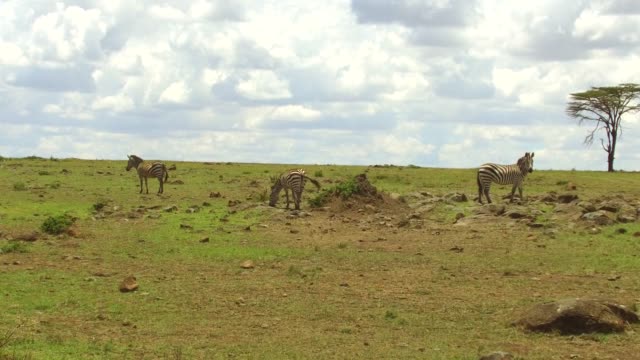 zebras-grazing-in-savanna-at-africa