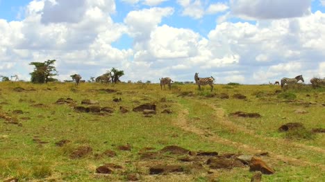 Zebras-grasen-in-Savanne-Afrika