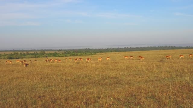 Impala-oder-Antilopen-grasen-in-Savanne-Afrika