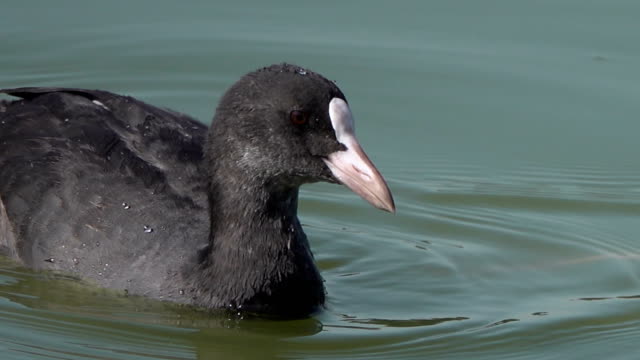 Wasservögel-Kahl-Blässhuhn-schwimmt-auf-der-Suche-nach-Nahrung-auf-dem-See.