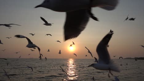 Slow-Motion-Seagull-and-sunset