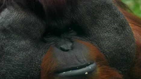 Primer-plano-de-orangután.
