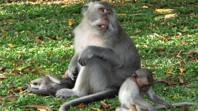 Makaken-Affen-mit-Babys-ruht-auf-einem-Rasen-am-Uluwatu-Tempel-auf-bali